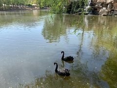 -石家庄市动物园