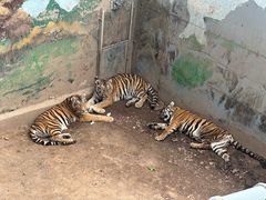 -西霞口神雕山野生动物世界