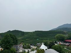 -龙坞茶村