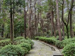 -铁山坪森林公园