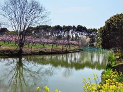 -南汇桃花村