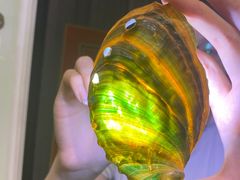 -青岛贝壳博物馆