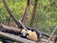 -都江堰中华大熊猫苑