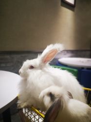 -萌兔星空蹦床撸兔馆