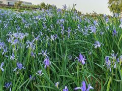 -君乐宝优致牧场