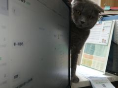 -瑞鹏宠物医院·猫科·宠保定点(梅溪湖分院)