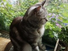 -海边的猫和咖啡馆