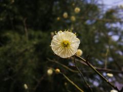 -白塘生态植物园