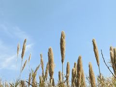 -鄱阳湖国家湿地公园