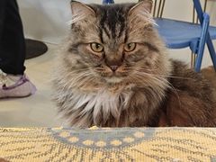 -平行世界·猫咖(首经贸店)