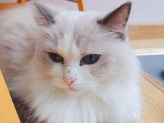 -猫咪派对(江南西店)