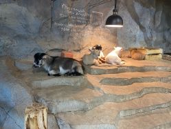 -Zoolung Zoolung动物主题公园(海信广场店)