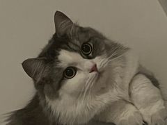 -顽啤猴精酿