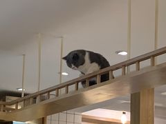 -滚猫咖啡·猫咖·猫友好撸猫(未来城店)