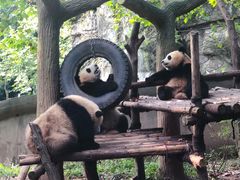 -成都大熊猫繁育研究基地