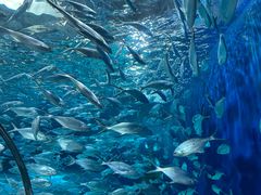 -上海海洋水族馆