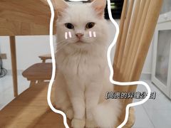 -楼上猫咖(罗湖店)