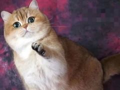 -Bastet sally猫舍购宠(静安店)