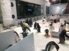 -大连圣亚海洋世界