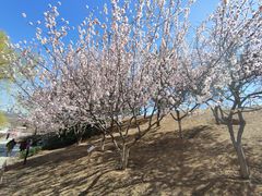 -北京西山国家森林公园