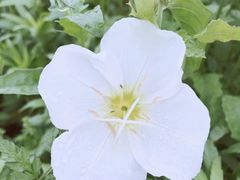 -洋湖国家湿地公园