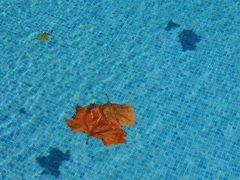 -波士顿游泳健身会所(定福庄店)