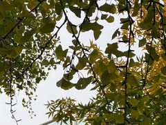 -三里屯东五街银杏大道