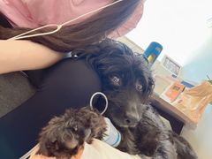 -美联众合动物医院·24h京西诊疗中心