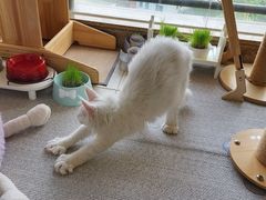-十年猫舍·猫咪专门店(普陀店)