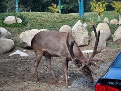 -北京野生动物园
