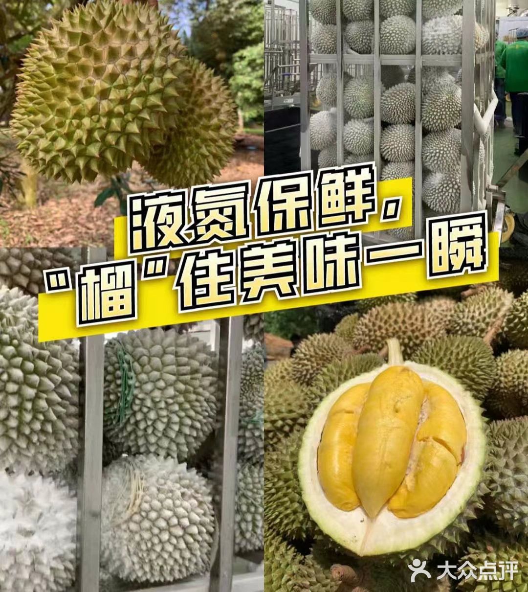 一入猫王深似海 从此金枕是路人