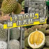 一入猫王深似海 从此金枕是路人