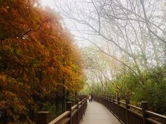 -溱湖国家湿地公园