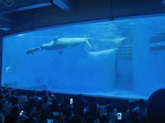 -海合安成都极地海洋公园