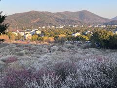 -香雪海