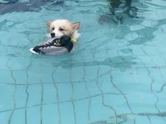 -趣玩宠物乐园寄养训犬训狗游泳池