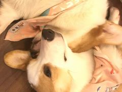 -柯斗斗主题餐厅·狗咖·围炉煮茶·茶饮(国瑞升平里店)