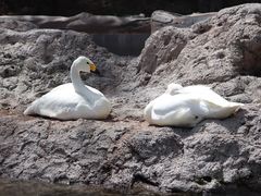 -青岛森林野生动物世界