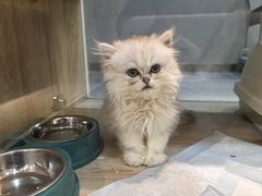 -BABIT巴比特宠物(MOMOPARK店)