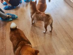 -南京Hallo宠物乐园·哈罗犬舍·柴犬繁育基地