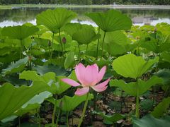 -莲花池公园