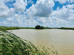 -盐城丹顶鹤湿地生态旅游区