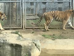 -六广门毛阿姨糯米饭