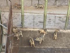 -青藏高原野生动物园