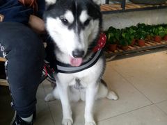 -桂林市花鸟市场