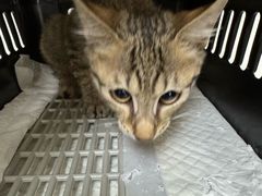 -安安宠医宠物医院·异宠·犬猫内科(岳阳分院)