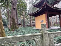 -灵隐飞来峰景区