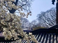 -灵谷景区