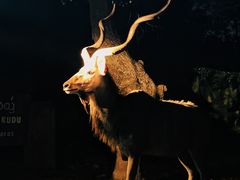 -清迈夜间动物园