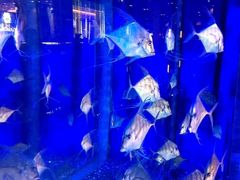 -迪拜水族馆及水下动物园